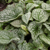 Brunnera macrophylla 'Queen of Hearts' in a green pot