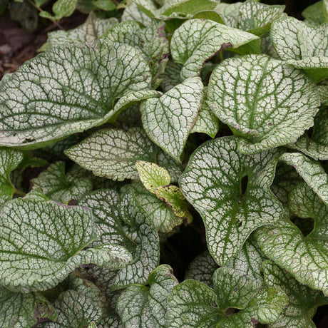 Brunnera macrophylla 'Queen of Hearts' in a green pot