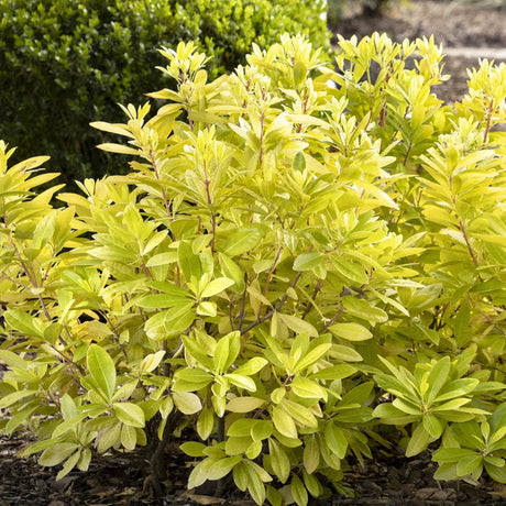 Illicium 'Florida Sunshine' in a nursery pot