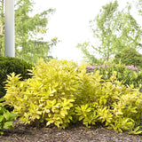 Illicium Florida Sunshine in a green nursery pot