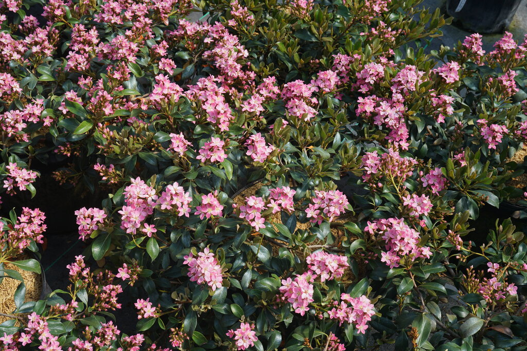 La Vida Mas Indian hawthorn in a nursery pot