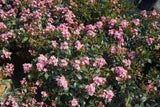 La Vida Mas Indian hawthorn in a nursery pot