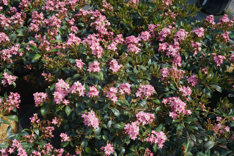 La Vida Mas Indian hawthorn in a nursery pot