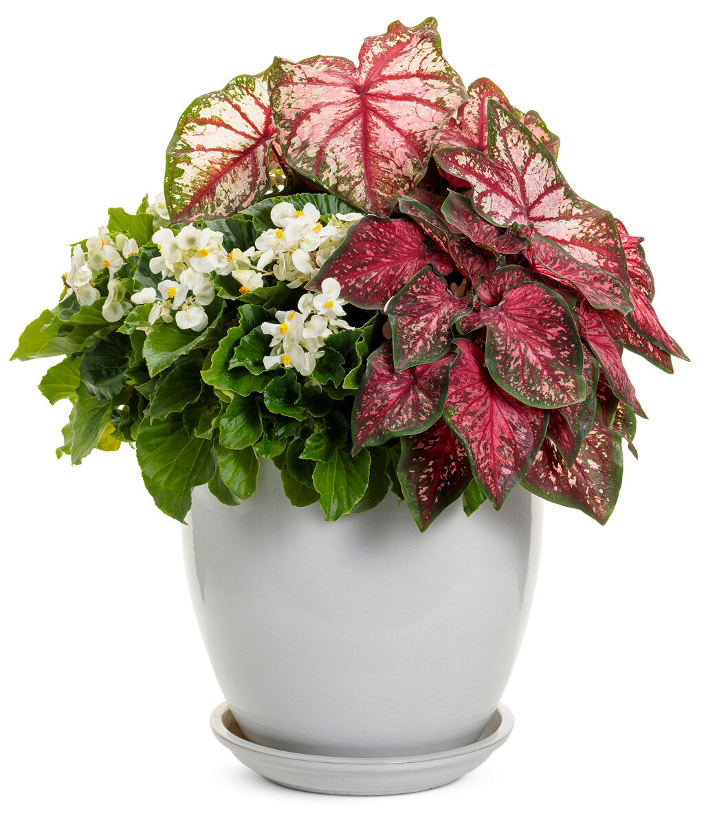 White Surefire begonia with green leaves in a pot