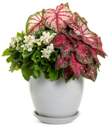 White Surefire begonia with green leaves in a pot