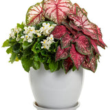 Heart to Heart Scarlet Flame caladium with red and pink leaves