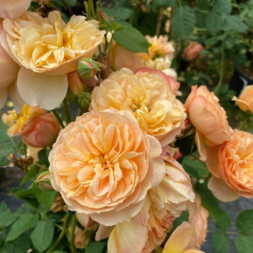 FLAVORETTE Honey-Apricot rose in a nursery pot