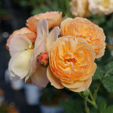 FLAVORETTE Honey-Apricot rose in a container