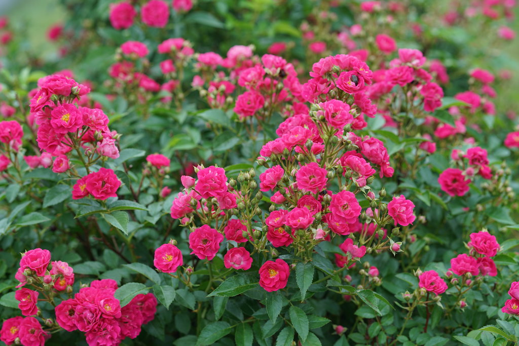 Proven Winners Oso Easy Italian Ice Rose Shrub - Thumbnail 4