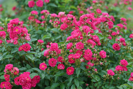Oso Easy Peasy rose with pink blooms in a pot