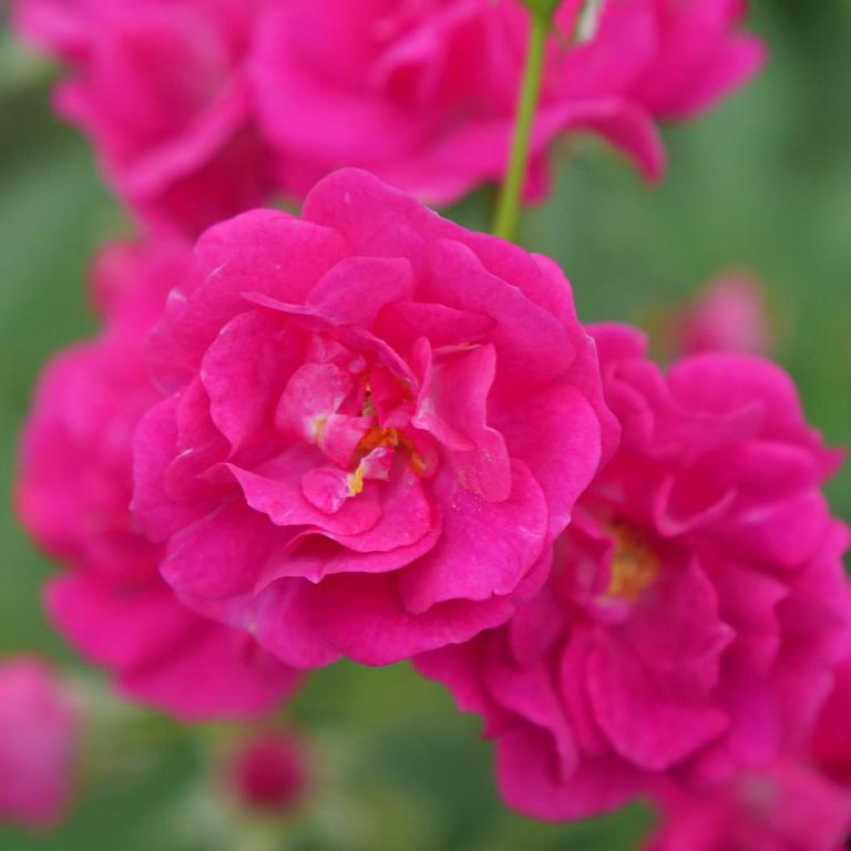 Oso Easy® Double Pink Rose | Proven Winners® – Creekside Nursery, Inc
