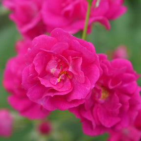 Oso Easy Peasy rose with pink blooms in a pot