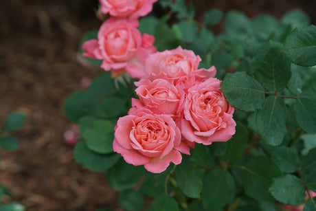 Coral rose bloom with layered petals in a pot