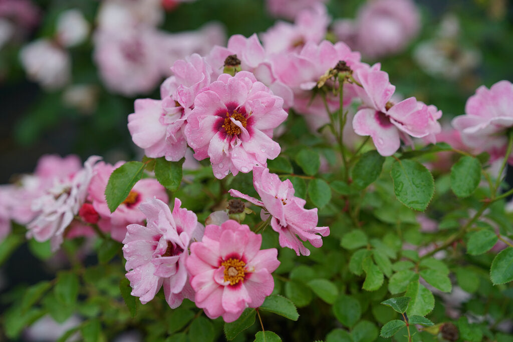 Ringo Double Pink rose with double pink blooms in a pot