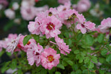 Ringo Double Pink rose with double pink blooms in a pot