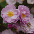 RISE UP LILAC DAYS rose with lilac blooms in a pot