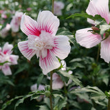 Starblast Chiffon Rose of Sharon shrub with pink blooms