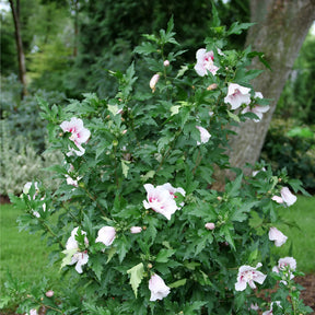 Starblast CHIFFON rose of Sharon with pink blooms in pot