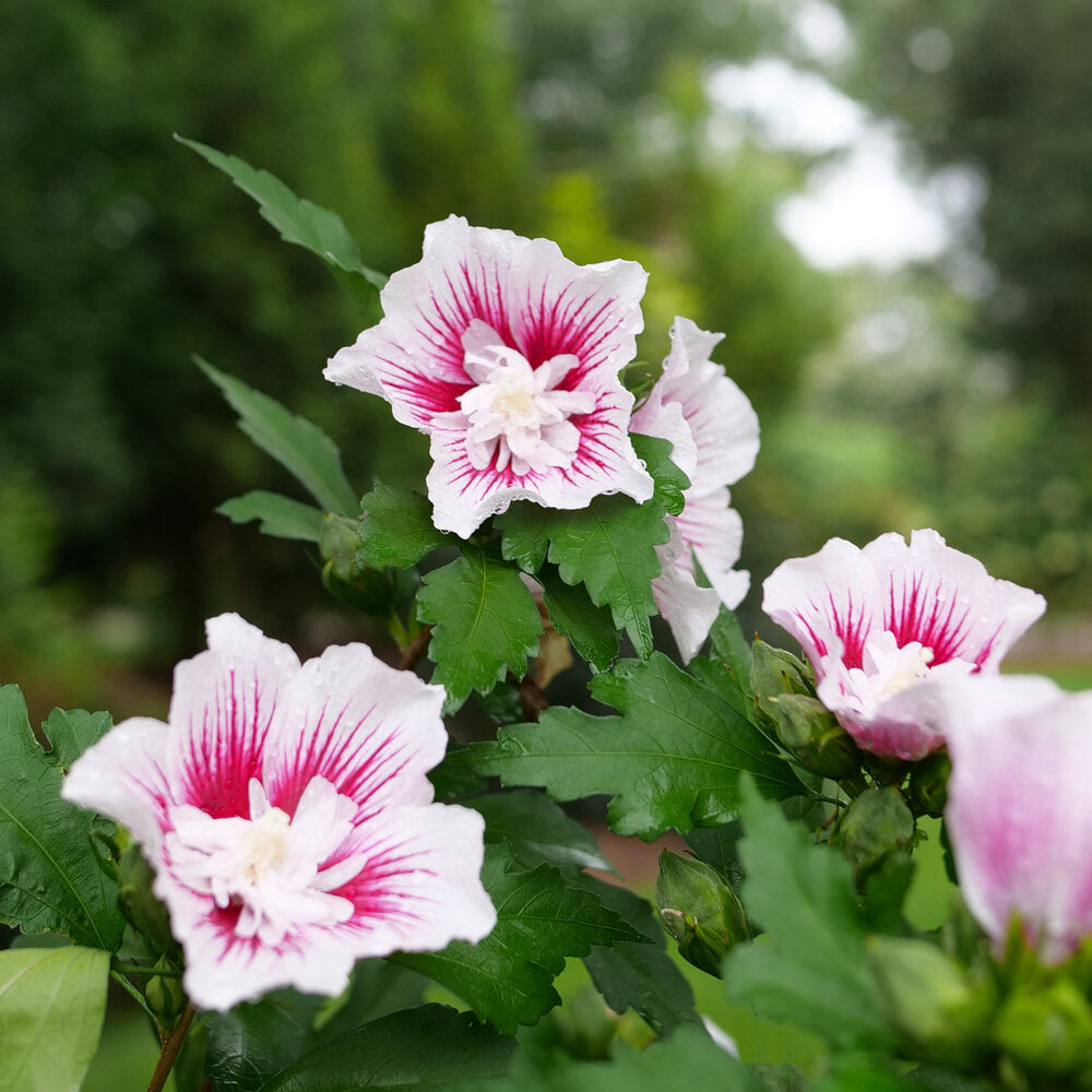 Starblast Chiffon Rose of Sharon shrub with pink blooms