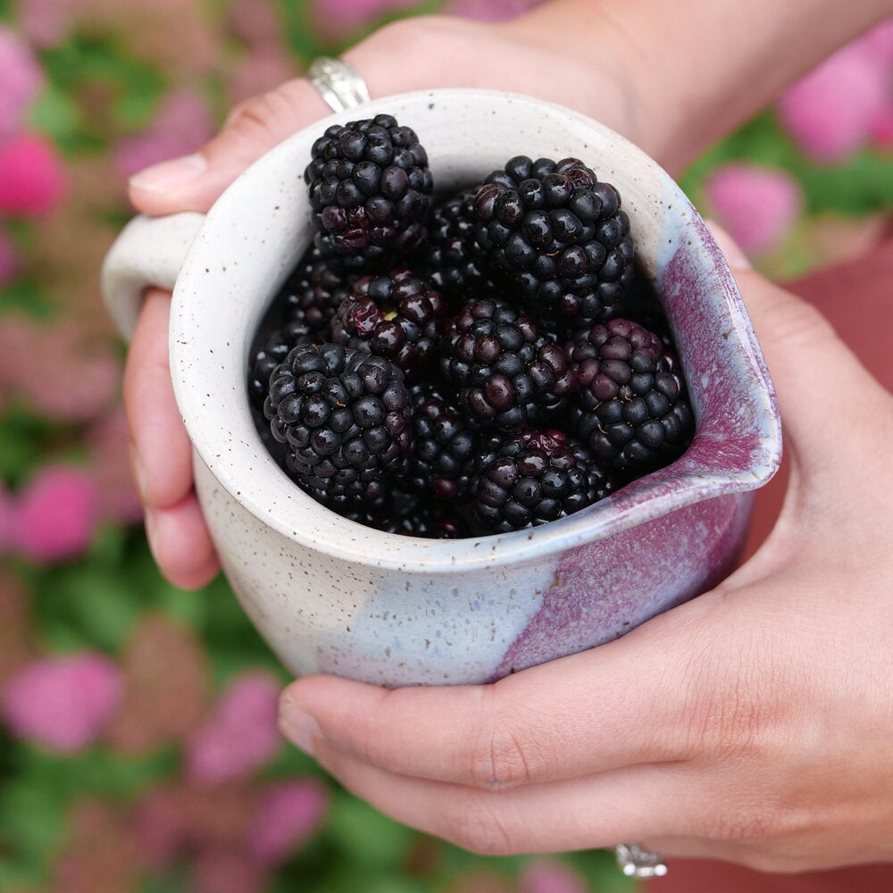 Rubus Taste of Heaven thornless blackberry plant in pot