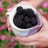 Rubus Taste of Heaven thornless blackberry plant in pot