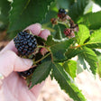 Rubus Taste of Heaven thornless blackberry plant in pot