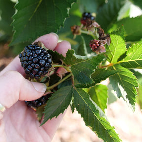 Rubus Taste of Heaven thornless blackberry plant in pot