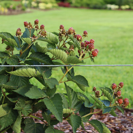 Rubus Taste of Heaven thornless blackberry plant in pot