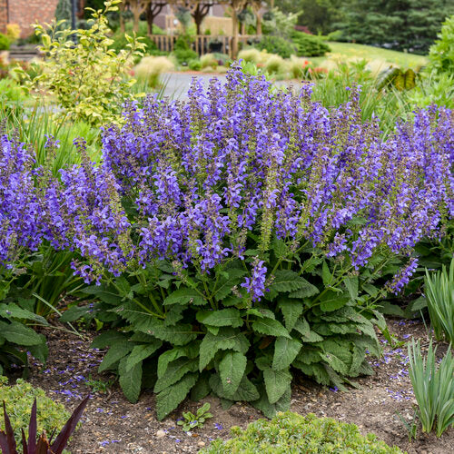 Living Large® 'Big Sky' Perennial Salvia | Proven Winners