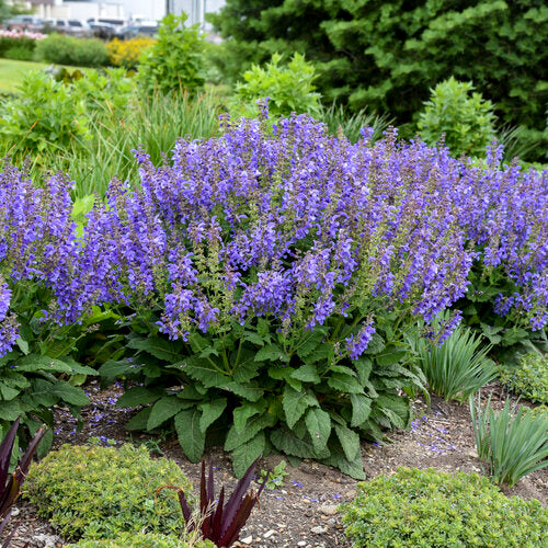 Living Large® 'Big Sky' Perennial Salvia | Proven Winners