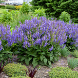 Living Large® 'Big Sky' Perennial Salvia | Proven Winners