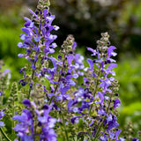 Living Large® 'Big Sky' Perennial Salvia | Proven Winners