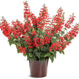 Red salvia in a container with upright green stems and blooms