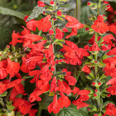 Red salvia flowers with green foliage in a nursery pot