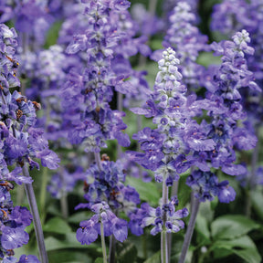Potted Unplugged So Blue salvia with blue flower spikes