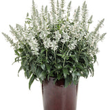 White salvia with upright blooms in a nursery pot