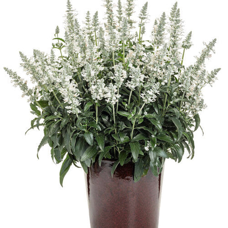 White salvia with upright blooms in a nursery pot