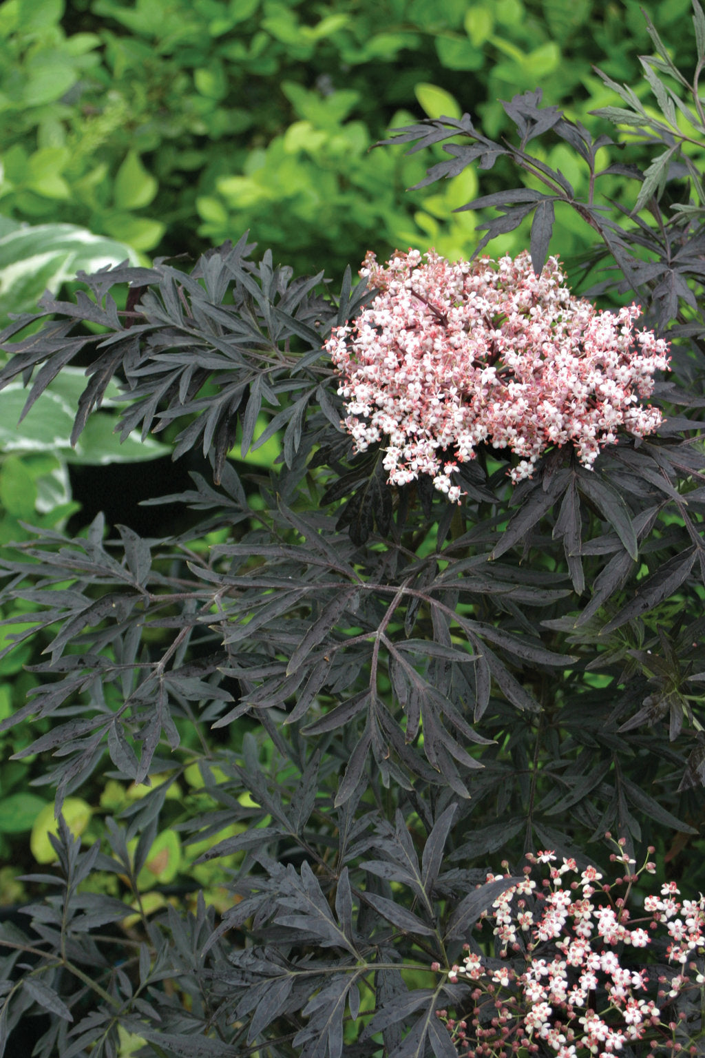 Proven Winners Black Lace Elderberry - Thumbnail 2
