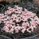 Black Lace elderberry with dark purple laceleaf foliage