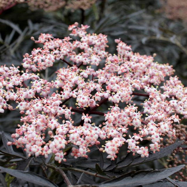 Black Lace elderberry with dark purple laceleaf foliage