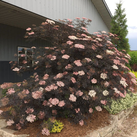 BLACK LACE elderberry with dark cutleaf foliage in a pot