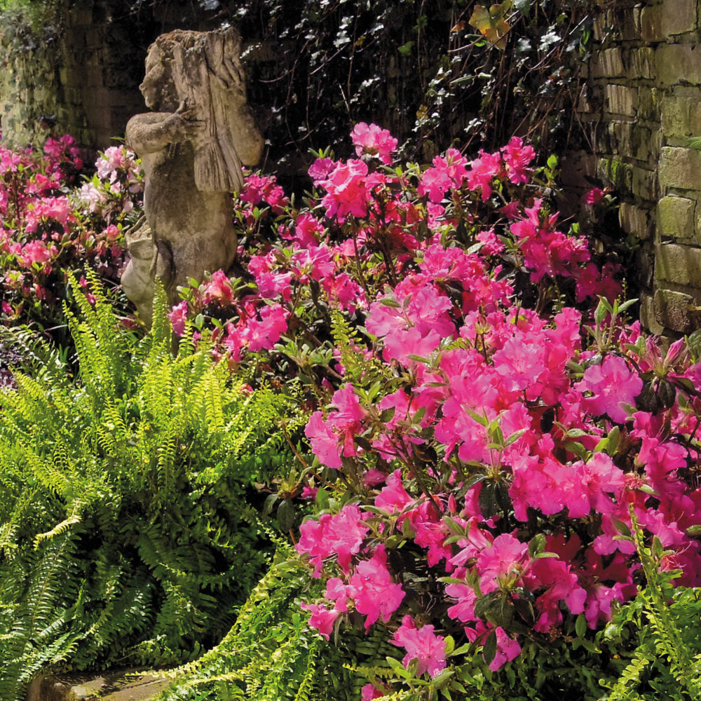 Autumn Sangria Encore Azalea – Creekside Nursery, Inc