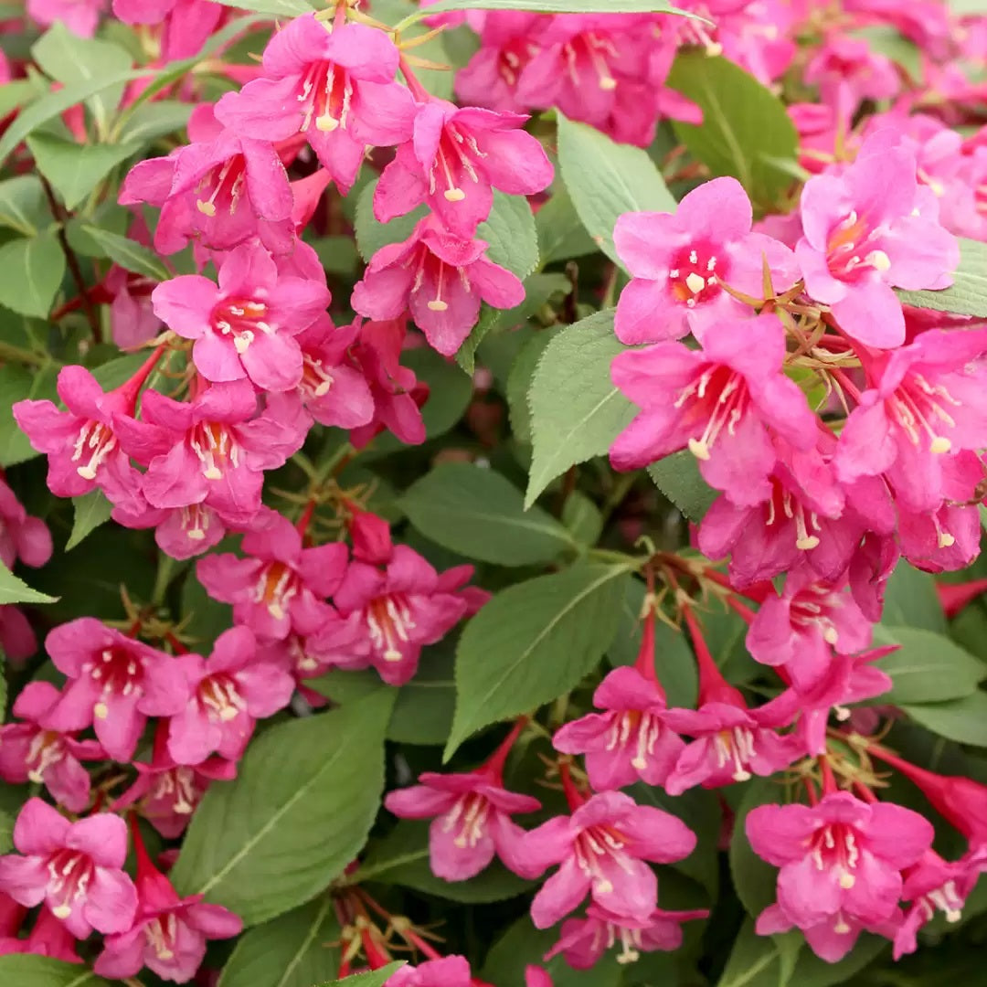 Pink weigela shrub with clusters of pink flowers