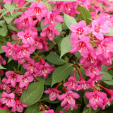 Pink weigela shrub with clusters of pink flowers