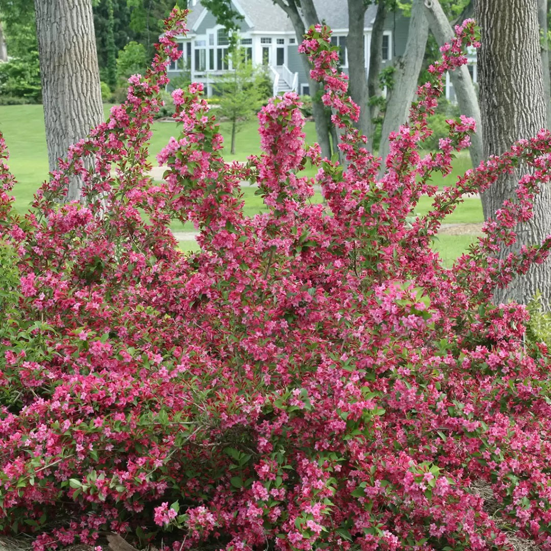 Sonic Bloom® Pink Weigela – Creekside Nursery, Inc
