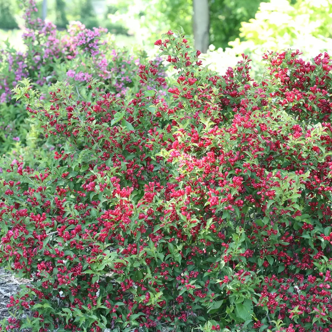 Sonic Bloom Red weigela with pink flowers in a pot
