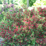 Sonic Bloom Red weigela with pink flowers in a pot