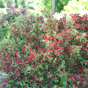 Sonic Bloom Red weigela with pink flowers in a pot