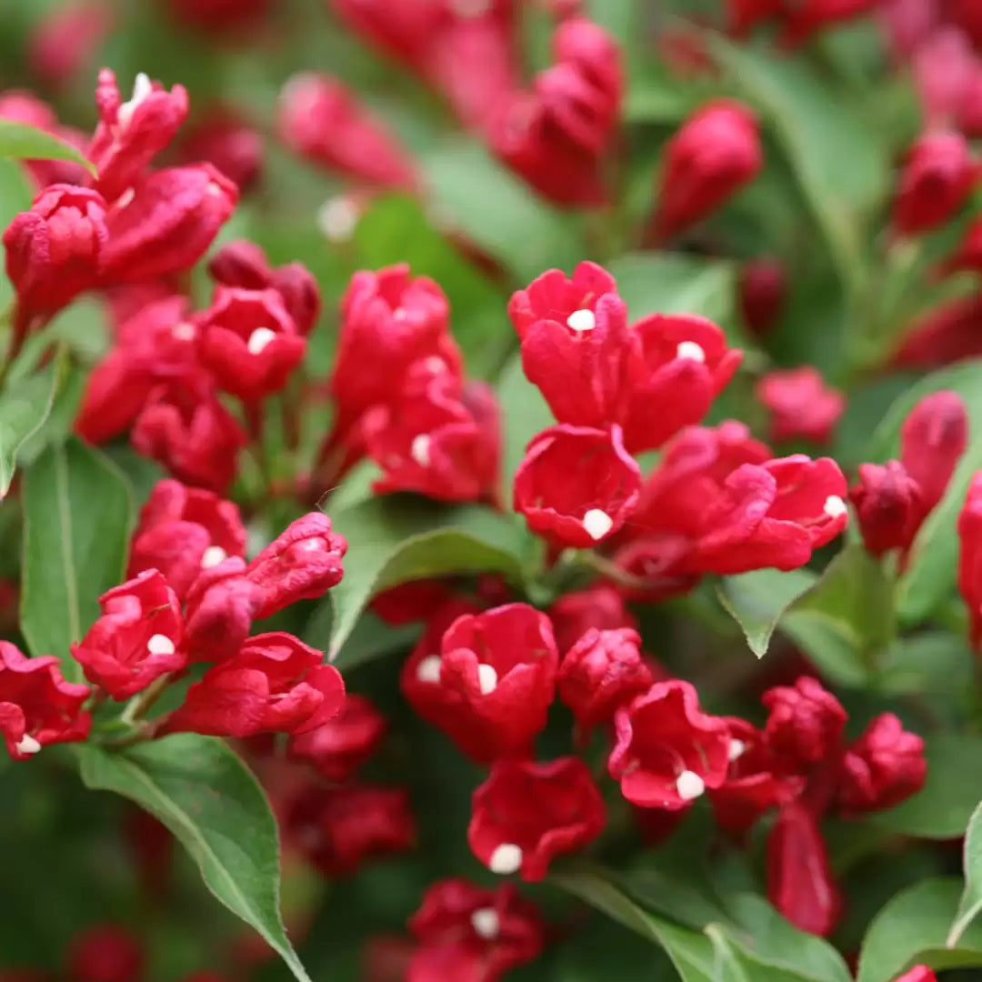 Sonic Bloom Red weigela with pink flowers in a pot