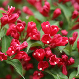 Sonic Bloom Red weigela with pink flowers in a pot